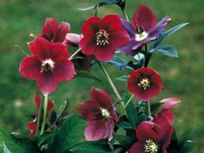 Helleborus orientalis 'Red Lady', Lenteroos, Nieskruid