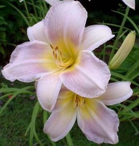 Hemerocallis 'Catherine Woodbury', Daglelie