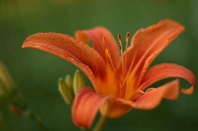 Hemerocallis 'Margaret Perry', Daglelie