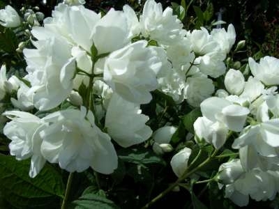 Philadelphus 'Bouquet Blanc', 3L Boerenjasmijn