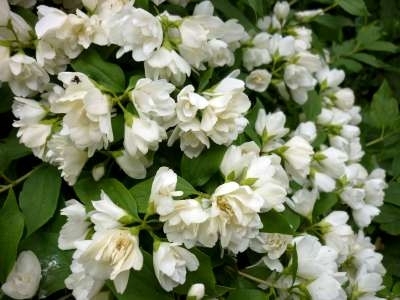 Philadelphus 'Manteau d'Hermine', 3L Boerenjasmijn