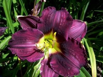 Hemerocallis 'Purple Waters', Daglelie