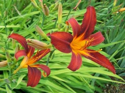 Hemerocallis 'Sammy Russell', Daglelie