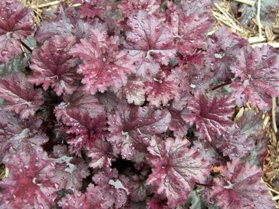 Heuchera 'Plum Pudding', ® Purperklokje