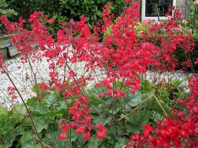 Heuchera sanguinea 'Leuchtkäfer', Purperklokje