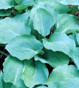 Hosta 'Blue Angel', Hartlelie