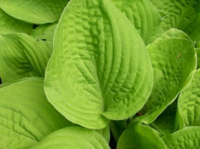 Hosta 'August Moon', Hartlelie