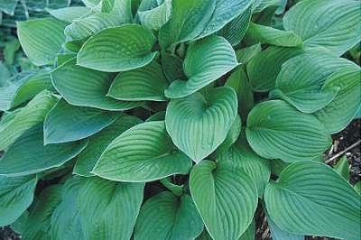 Hosta fortunei 'Hyacinthina', Hartlelie