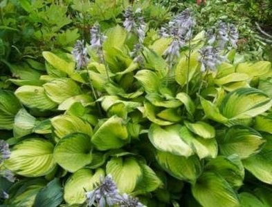 Hosta 'Gold Standard', Hartlelie