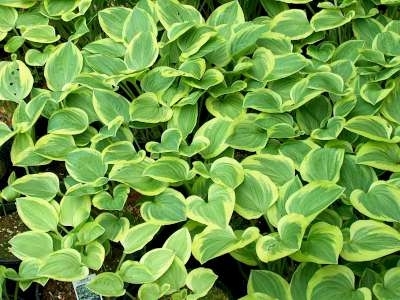 Hosta 'Golden Tiara', Hartlelie