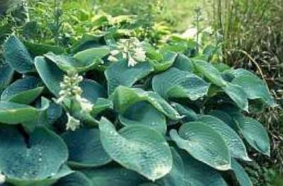 Hosta sieboldiana, Hartlelie