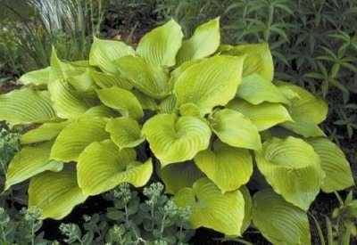 Hosta 'Sum and Substance', Hartlelie