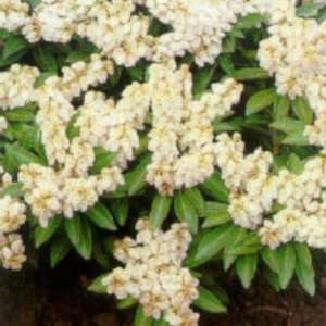 Pieris jap. 'Debutante', 25-30 3L, Lavendelheide