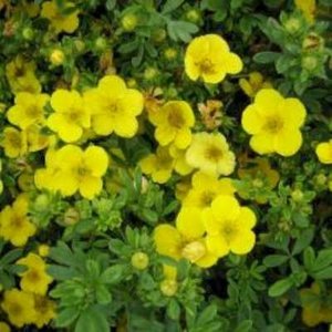 Potentilla frut. 'Goldfinger', 20-25 1.5L, Ganzerik