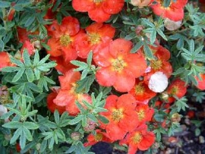 Potentilla frut. 'Red Ace', 20-25 1.5L, Ganzerik