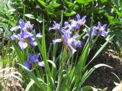 Iris siberica 'Blue Emperor', Iris