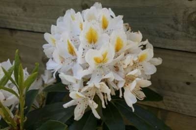 Rhododendron 'Madame Mason', 30-40 5L