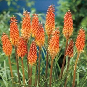 Kniphofia 'Alcazar', Vuurpijl