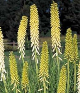 Kniphofia 'Little Maid', Vuurpijl