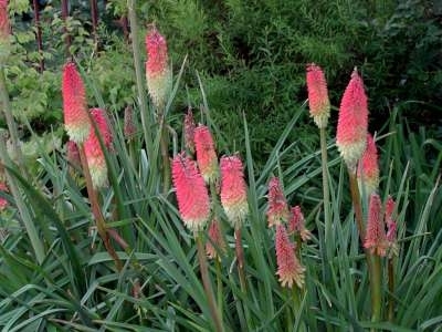 Kniphofia uvaria, Vuurpijl