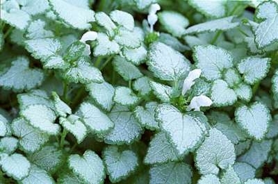 Lamium maculatum 'White Nancy', Dovenetel