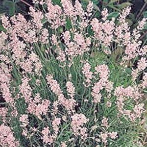 Lavandula ang. 'Rosea', Lavendel 