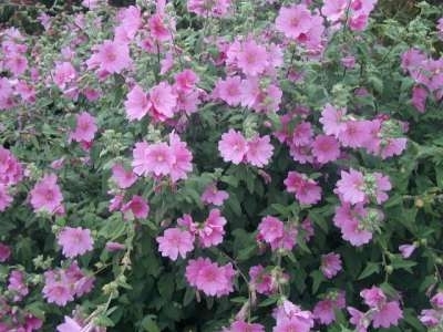 Lavatera 'Rosea'