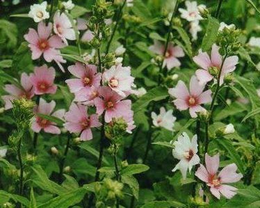 Lavatera 'Barnsley'