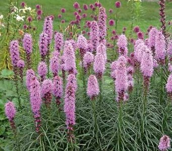 Liatris spicata 'Kobold', Lampepoetser