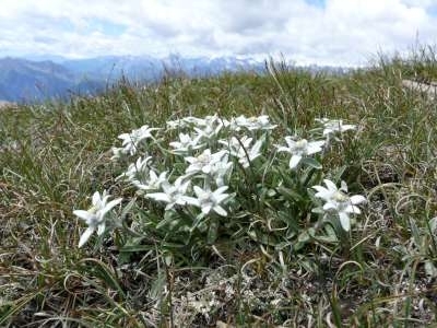 Leontopodium alpinum, Edelweiss