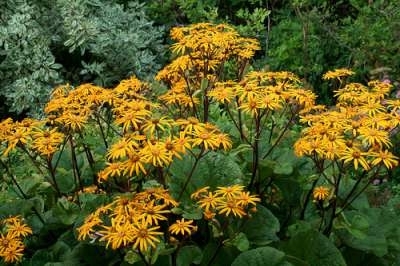 Ligularia dentata 'Othello', Grijsaard