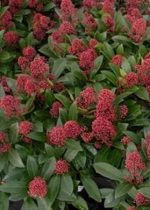 Skimmia jap. 'Rubella', 25-30 3L