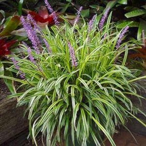 Liriope muscari 'Gold Banded', Liriope