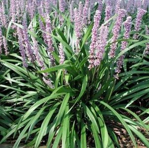 Liriope muscari 'Ingwersen', Liriope