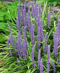 Liriope muscari 'Moneymaker', Liriope