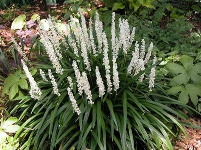 Liriope muscari 'Monroe White', Liriope