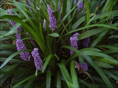 Liriope muscari 'Royal Purple', Liriope