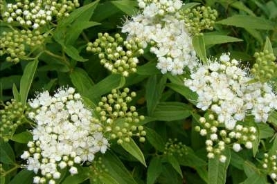 Spiraea jap. 'Albiflora', 20-25 1.5L, Spierstruik