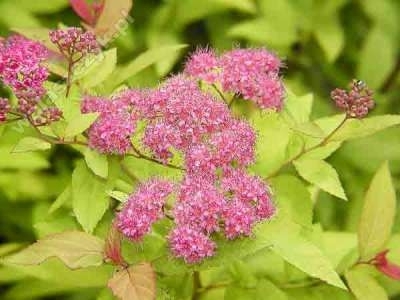 Spiraea jap. 'Golden Princess', 20-25 1.5L, Spierstruik