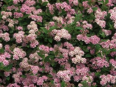 Spiraea jap. 'Little Princess', 2L Spierstruik