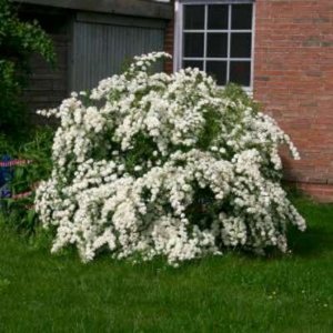 Spiraea vanhouttei 3L, Spierstruik