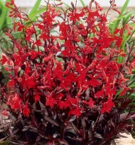 Lobelia cardinalis 'Queen Victoria', Lobelia