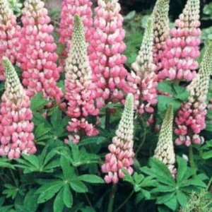 Lupinus 'The Chatelaine', Lupine