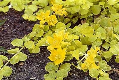 Lysimachia nummularia 'Aurea', Penningkruid