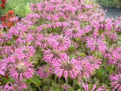 Monarda 'Croftway Pink', Bergamot