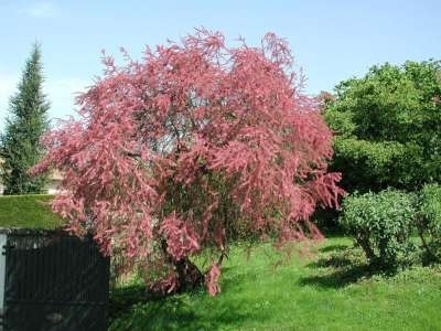 Tamarix tetrandra, 3L Tamarisk (= Africana)