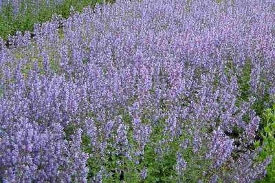 Nepeta faas. 'Walker's Low' P9, Kattekruid