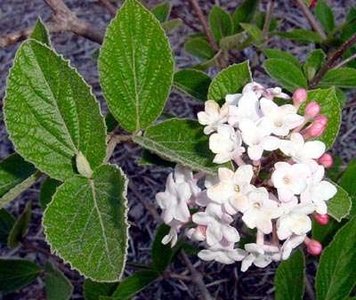 Viburnum carlesii, 40-50 Kluit, Sneeuwbal