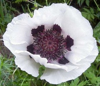 Papaver orientale 'Perry's White', Klaproos