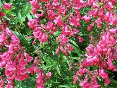 Penstemon 'Garnet' P9